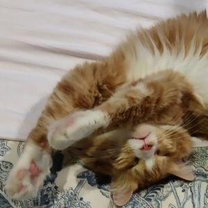 Meet your Posher, Lynn